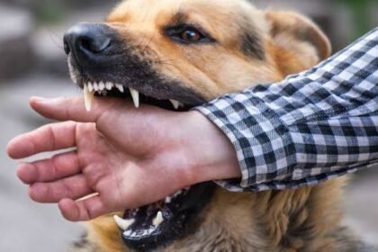 Understanding the Risks Associated With Animal Bites