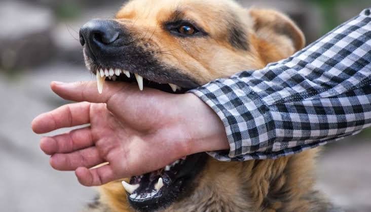 Understanding the Risks Associated With Animal Bites